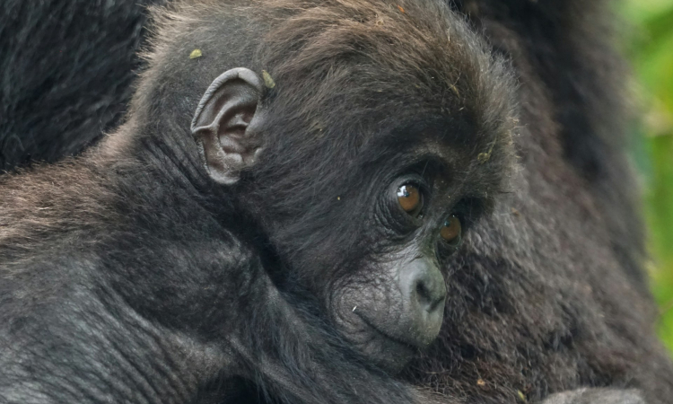 2-Day Mgahinga Gorilla Trek from Kigali