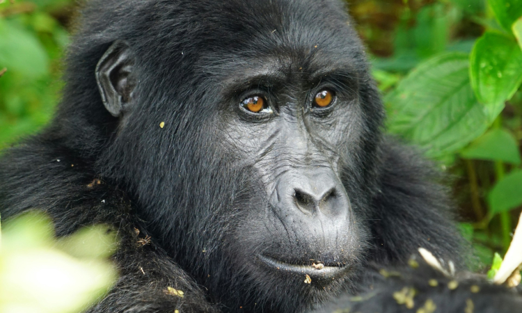 3-Day Mgahinga Gorilla Trekking from Kigali