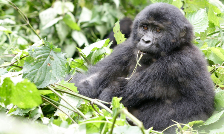 4-Day Mgahinga Double Gorilla Trekking Tour