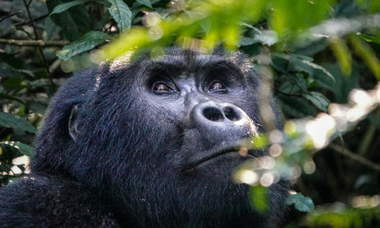 4-Day Mgahinga Gorillas & Bwindi Gorilla Trekking Safari