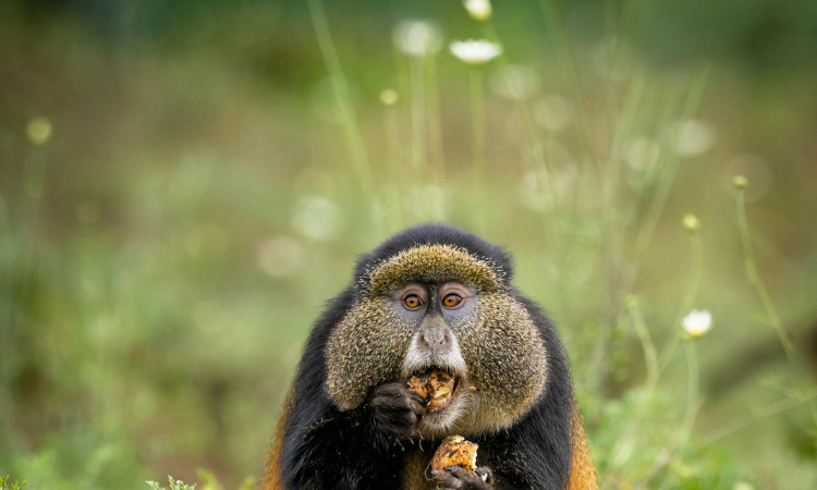 4-Day Mgahinga Gorillas & Golden Monkey Tour