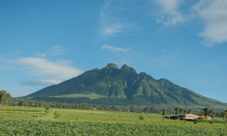 4-Day Mgahinga Gorillas & Mount Sabyinyo Hiking Tour