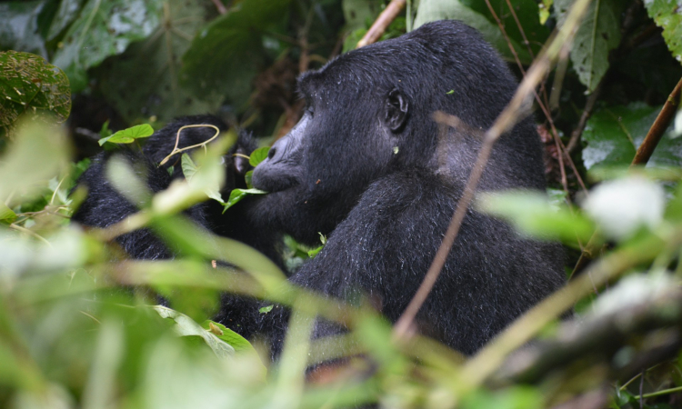 4-Day Mgahinga & Volcanoes National Park Gorilla Trekking Tour
