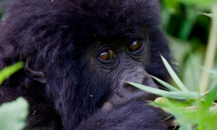 7-Day Uganda Safari with Mgahinga Gorilla Trekking