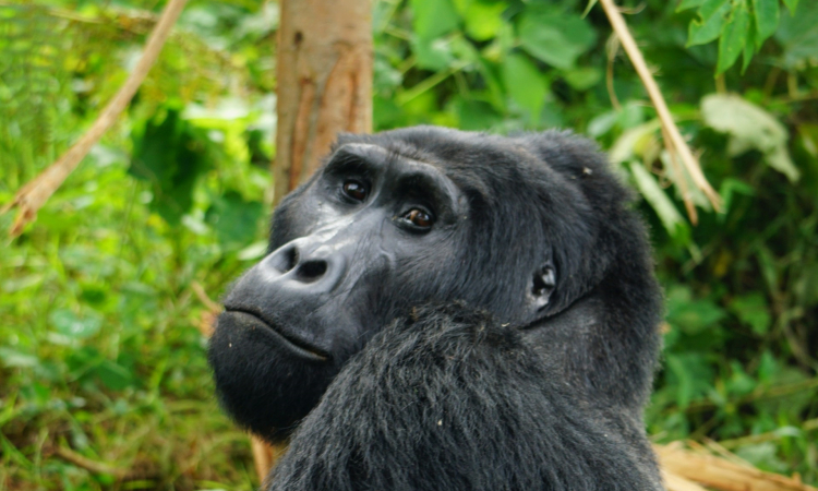 Best Time to Visit Mgahinga National Park Uganda