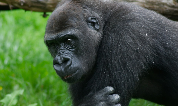 Eastern Gorilla Species – Largest Primates & Gorilla Trekking Guide