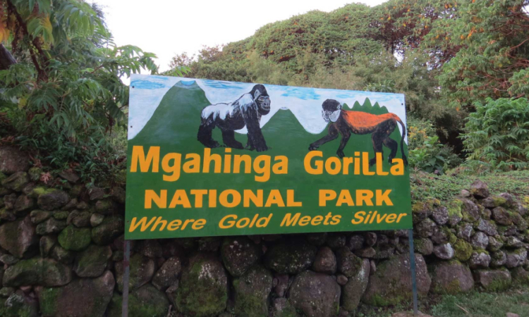 Facts About Mgahinga Gorilla National Park Uganda