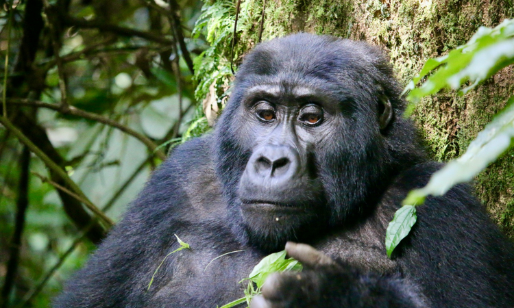 Gorilla Trekking Certificate – Meaning, Issuing Bodies & Trekking Tips