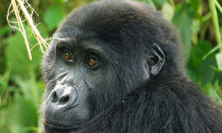 Group Tours to Mgahinga National Park Uganda