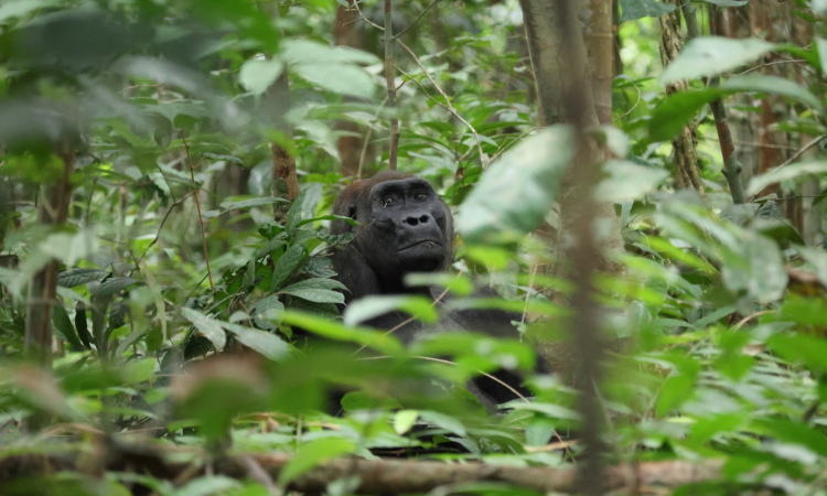 Kahuzi-Biega National Park - Lowland Gorilla Trekking in Congo