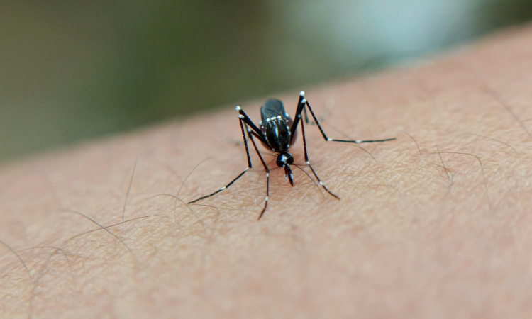 Malaria in Mgahinga - Prevention, Symptoms & Safety Tips for Travelers