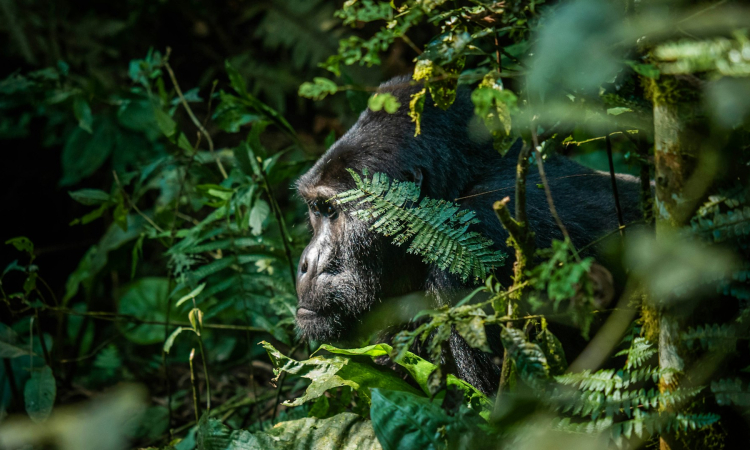 Mountain Gorilla Poaching - Causes, Threats & Conservation Efforts