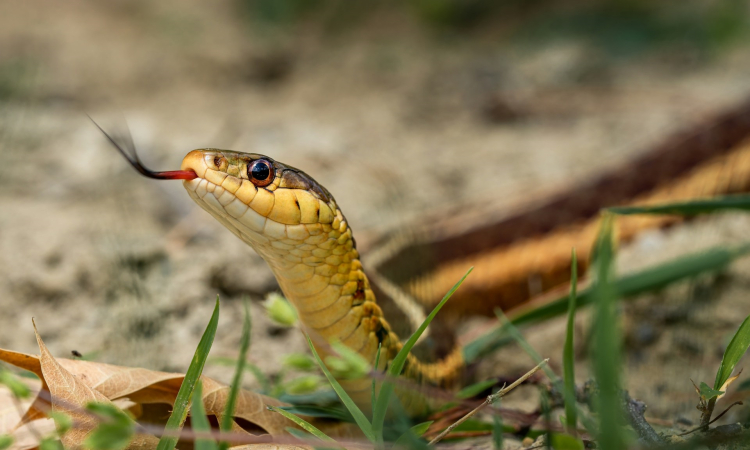 Snakes in Mgahinga National Park – Species, Safety Tips & Facts