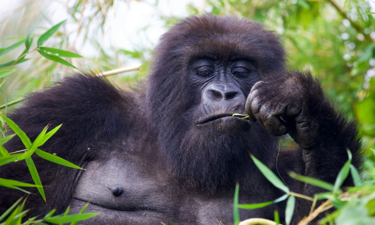 Top Things to Do in Mgahinga National Park – Gorilla Trekking, Golden Monkeys & More
