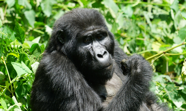 Top Things to See in Mgahinga National Park – Gorillas, Monkeys & Volcanoes