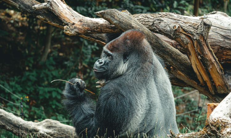 Western Gorilla – Habitat, Subspecies, Diet & Conservation
