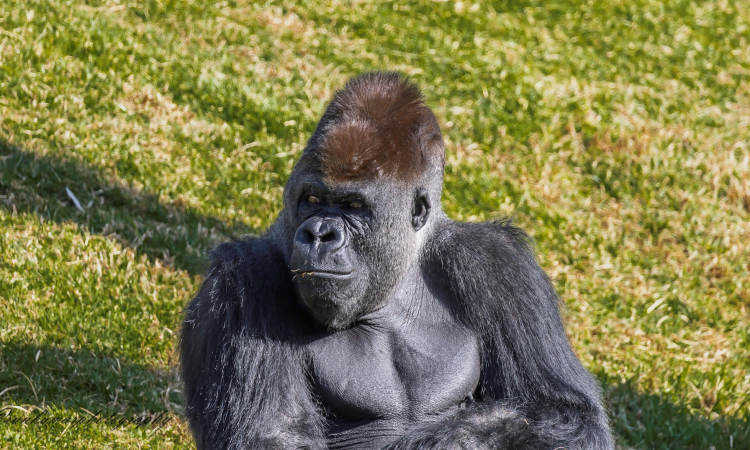 Western Lowland Gorilla – Habitat, Diet, Behavior & Conservation