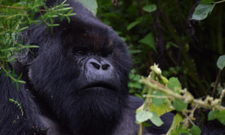 Are Gorilla Permits Refundable in Uganda