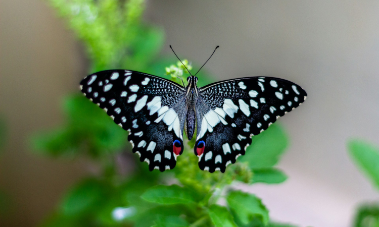 Butterflies of Mgahinga National Park Uganda
