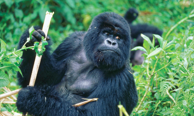 Current Mountain Gorilla Census Results for Uganda