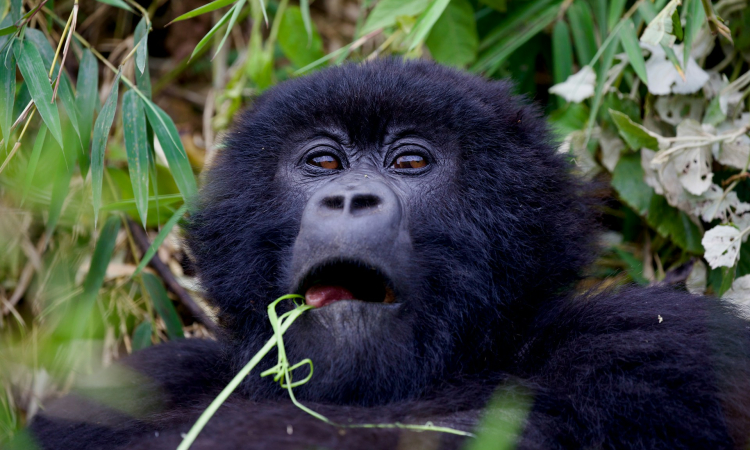 Difference Between Gorilla Trekking & Gorilla Habituation