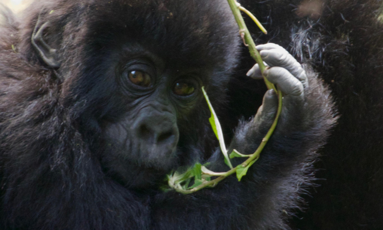 Difference Between Gorilla Trekking & Gorilla Tracking