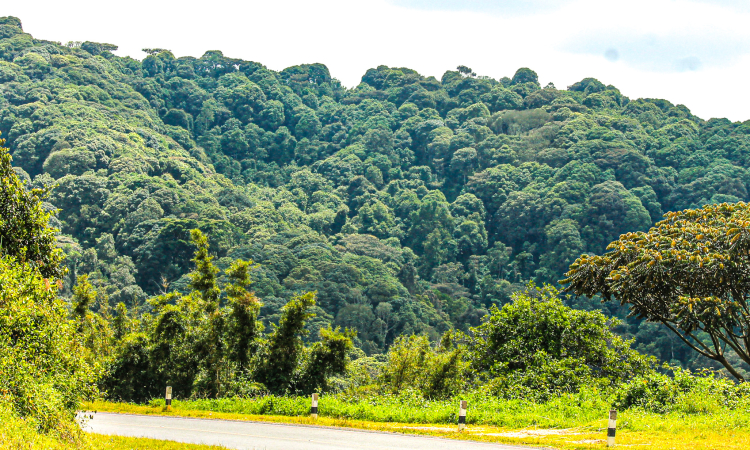 Echuya Forest Reserve Uganda Travel Guide