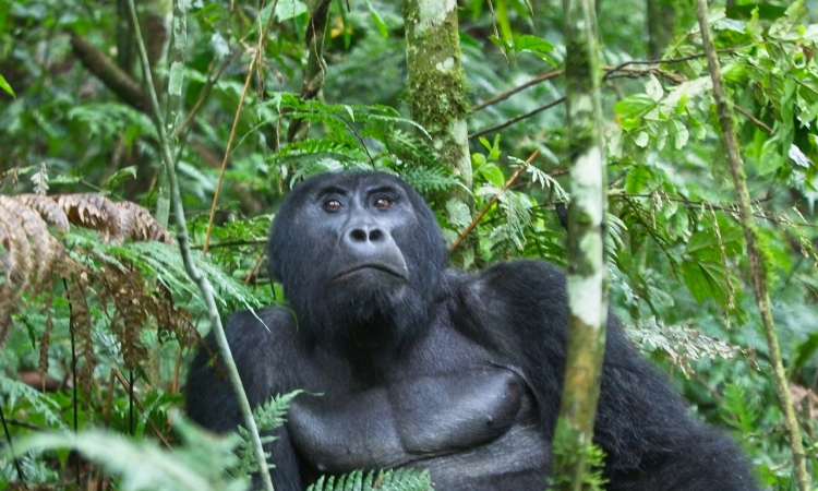 Gorilla Habituation Experience in Bwindi Uganda