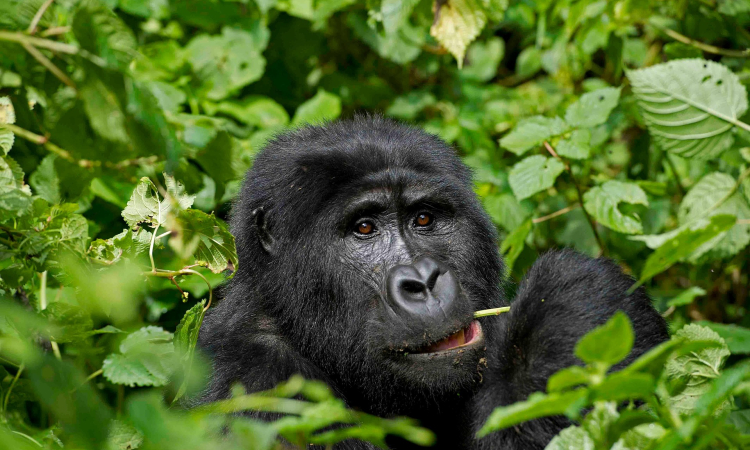 How Many Humans Can Defeat a Gorilla