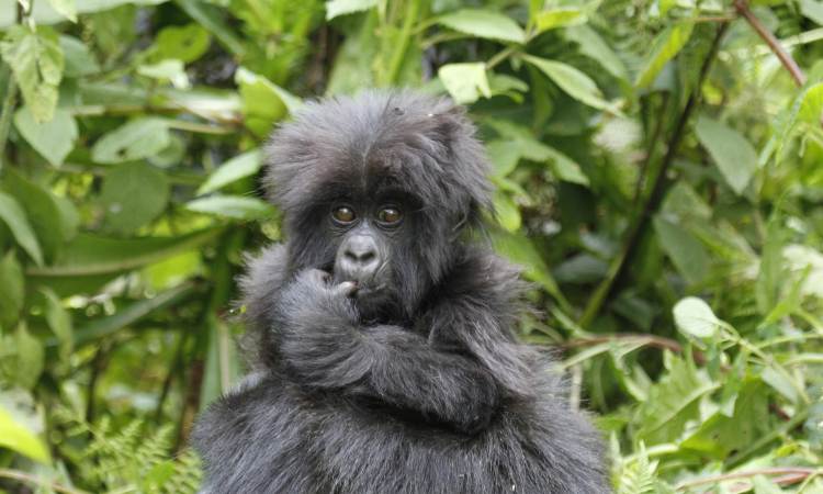 How to Survive a Gorilla Attack in Mgahinga National Park