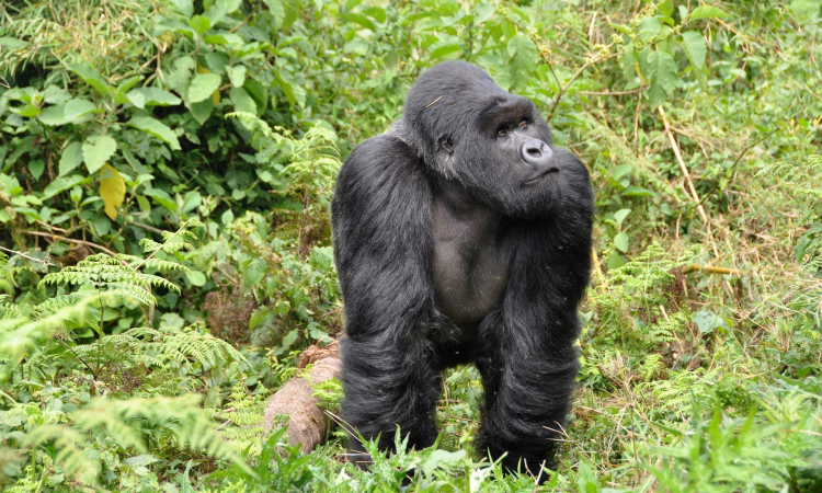 Is Gorilla Trekking Worth the Price
