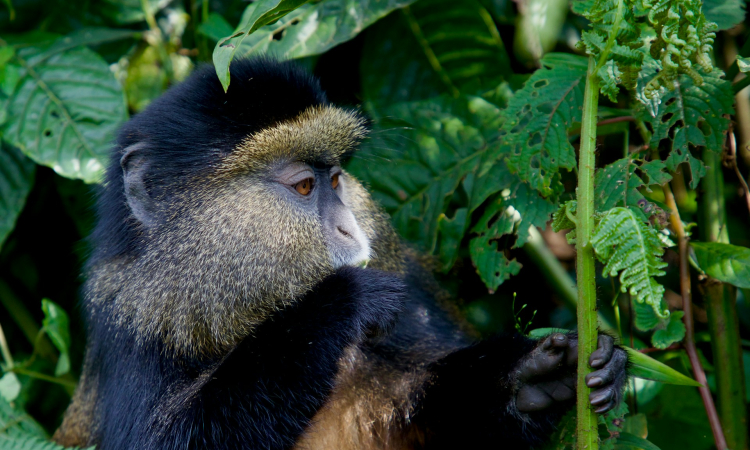 Monkey Species in Mgahinga National Park Uganda