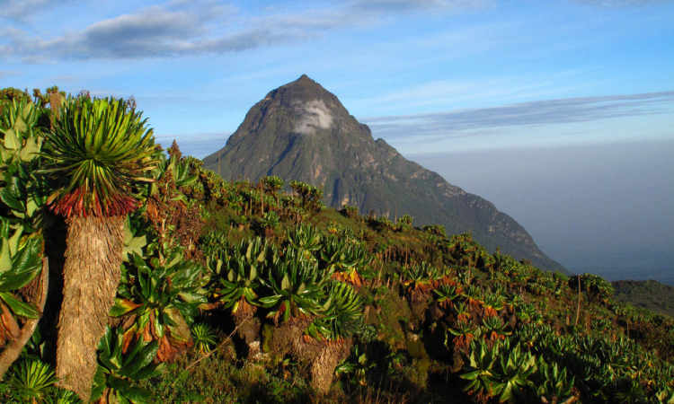 Mount Mikeno Volcano in Virunga National Park Congo