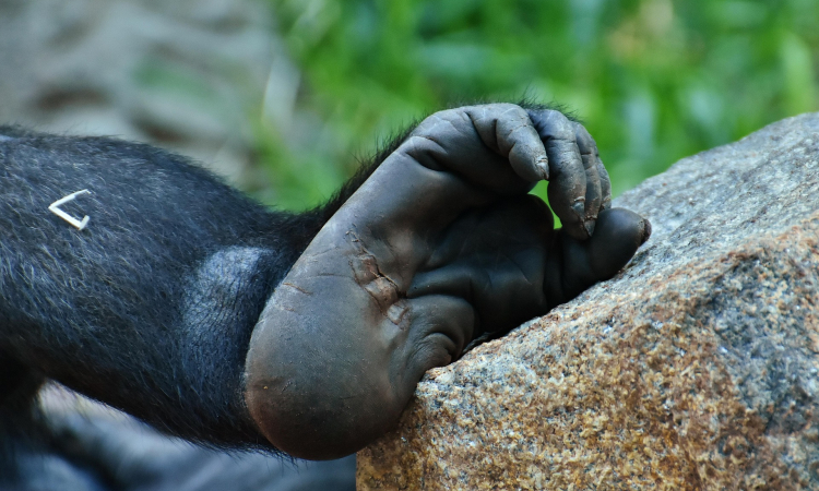 Mountain Gorilla Adaptations Explained for Trekking Visitors