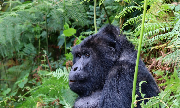 Mountain Gorilla Behavior Explained for Trekking Visitors
