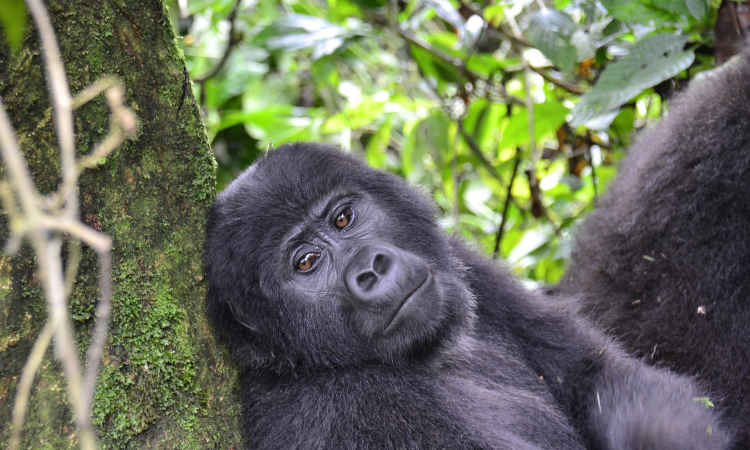 Mountain Gorilla Predators & Why Protection Matters for Trekking Visitors