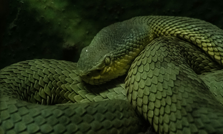 Snakes in Mgahinga National Park Uganda