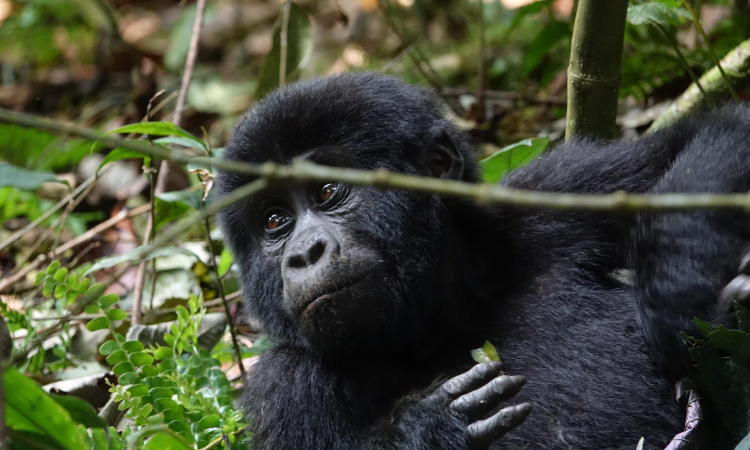 What Provokes a Gorilla & How to Stay Safe During Trekking