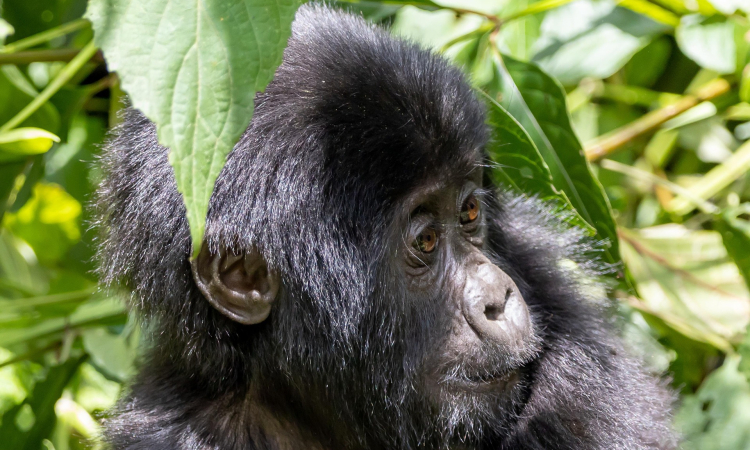 Why Gorillas Beat Their Chest Explained for Visitors