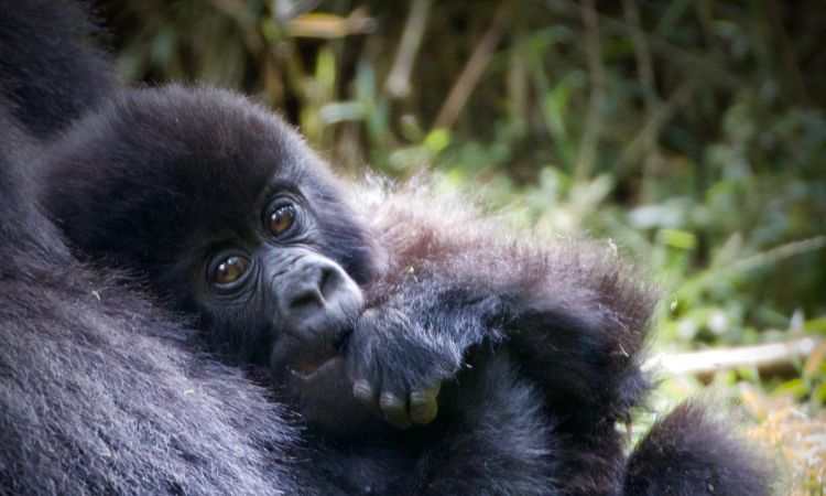 Why Gorillas Matter in the Ecosystem & Why Conservation Is Important